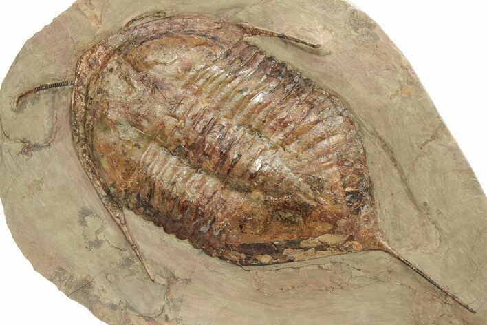 Megistaspis Trilobite With Preserved Antennae! #227819